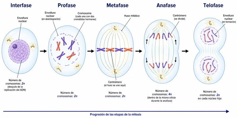 Diagrama del proceso de mitosis