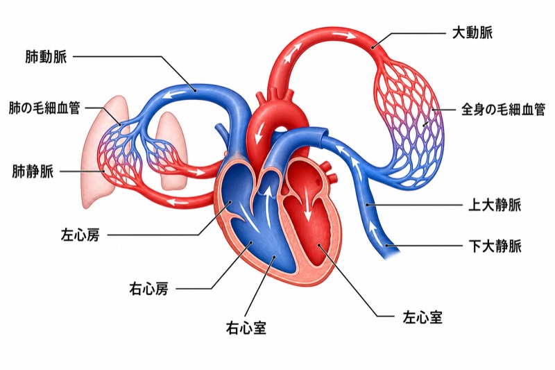血液循環の模式図