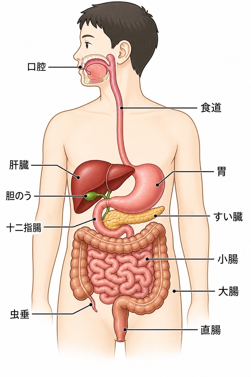人体の消化器系