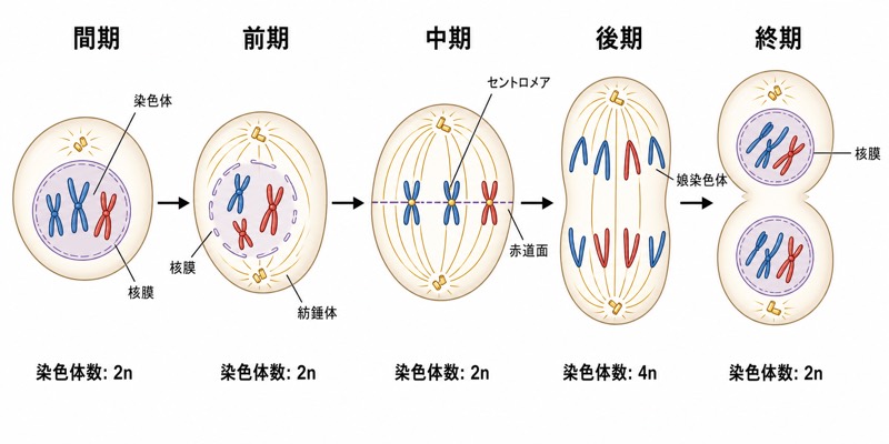体細胞分裂の過程図
