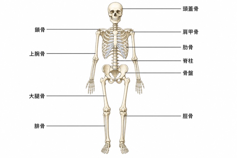 人体の骨格系