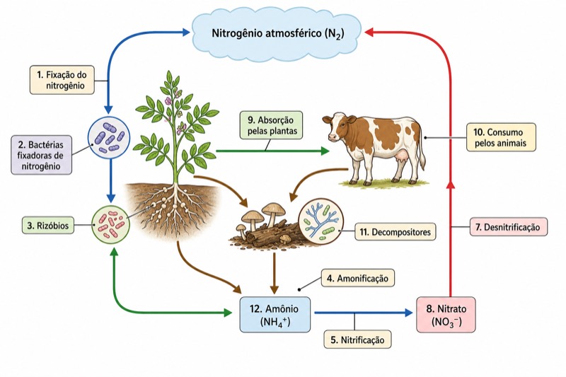 Diagrama do ciclo do nitrogênio