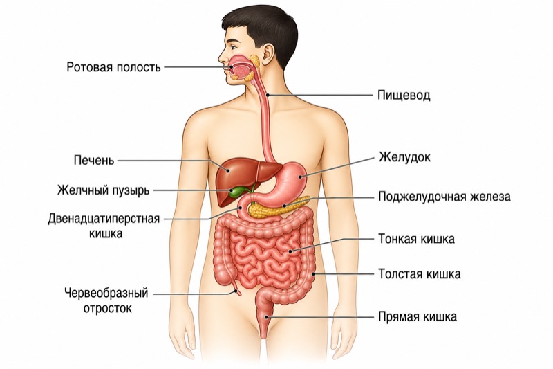 Пищеварительная система человека