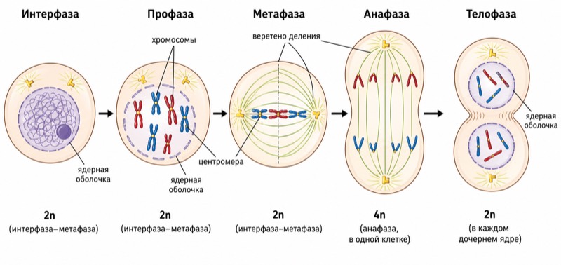 Схема процесса митоза