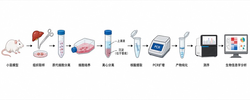科学插图 · 实验流程