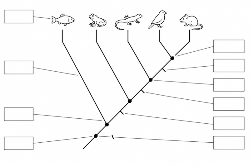 Unlabeled Cladogram (Blank Worksheet)