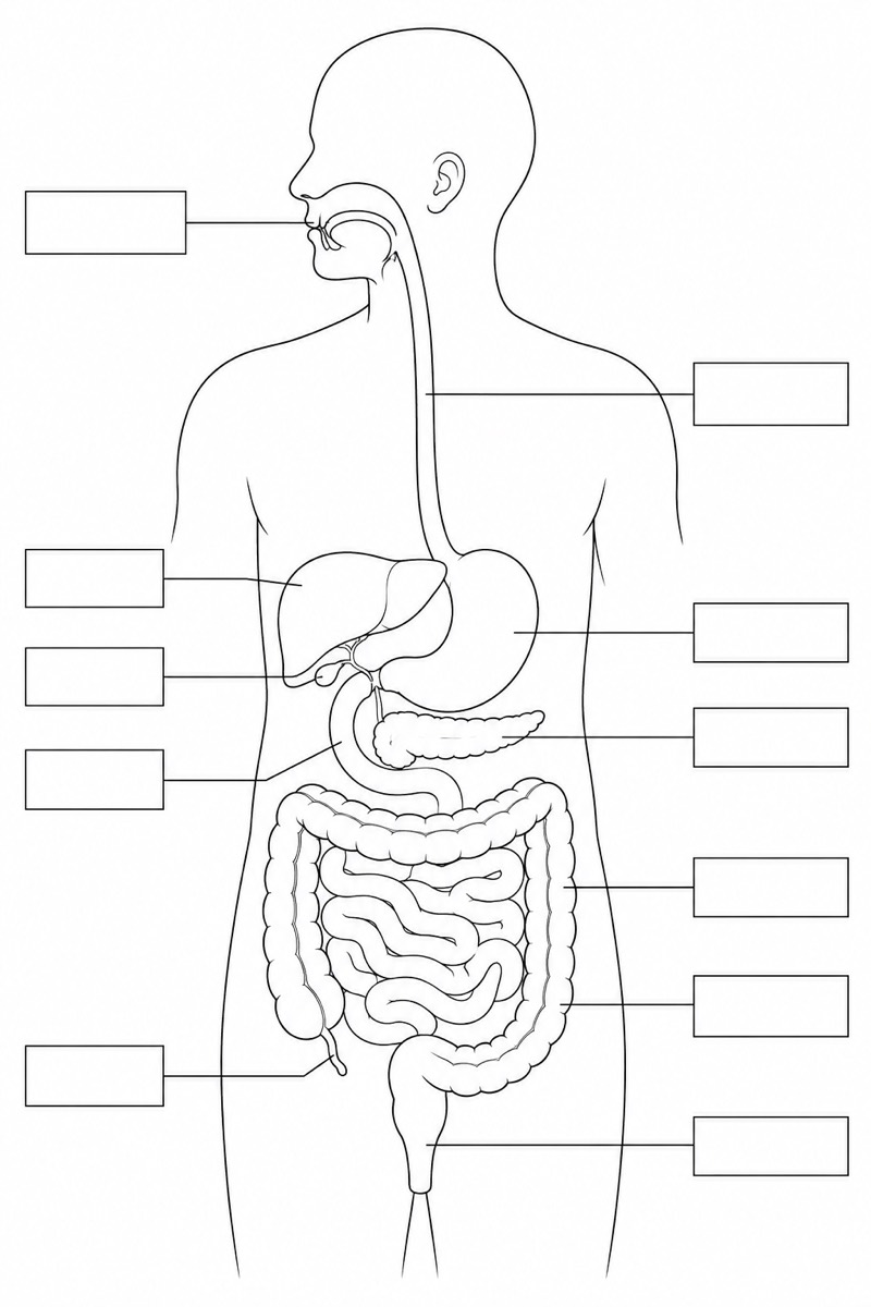 Unlabeled Digestive System Diagram (Blank Worksheet)