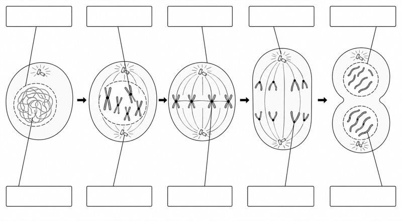 Unlabeled Mitosis Diagram (Blank Worksheet)